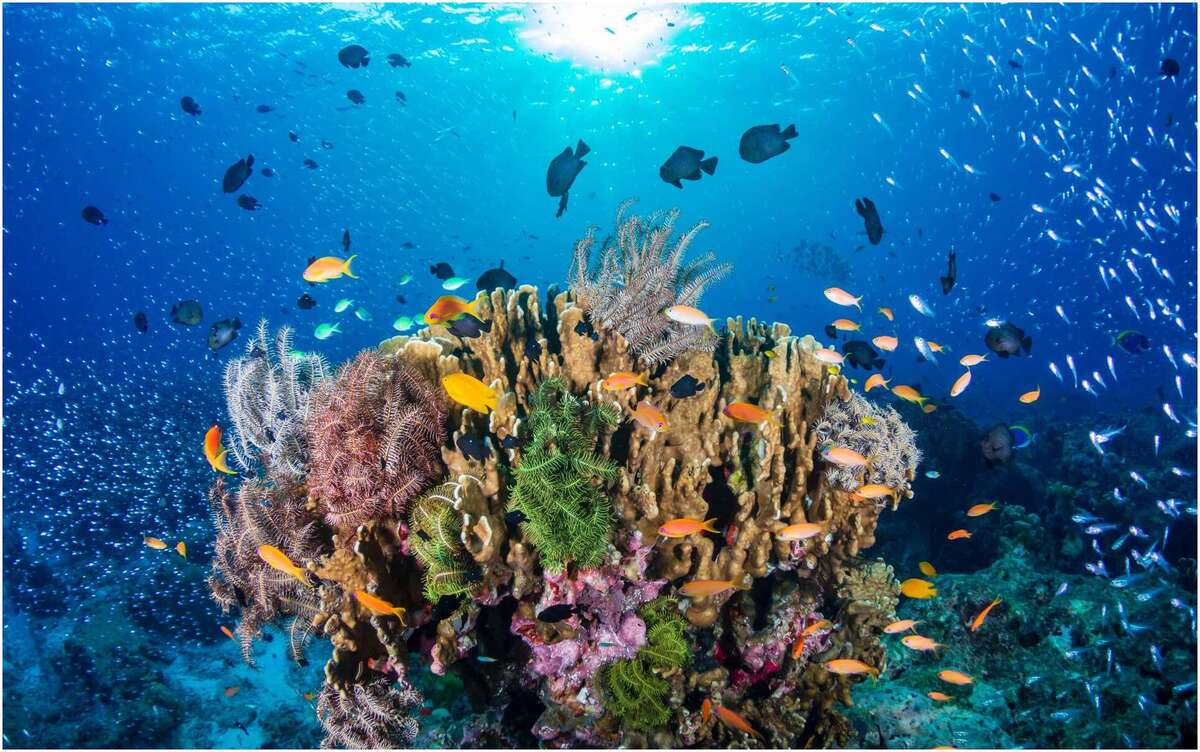 récif coralien Australie